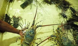 Budidaya Lobster Air Tawar untuk Pemula