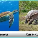 Hewan Reptil Perbedaan Penyu dan Kura-Kura