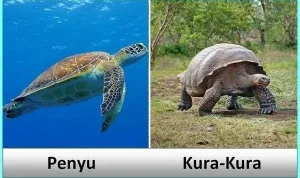 Hewan Reptil Perbedaan Penyu dan Kura-Kura