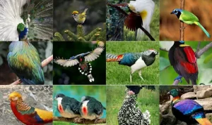 Jenis-Jenis Burung yang Berasal dari Indonesia