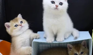 Jenis-Jenis Kucing Ras yang Paling Cantik