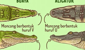 Perbedaan Buaya dan Aligator, Berikut Penjelasannya