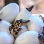 Reproduksi Hewan Reptil: Cara Berkembang Biak Reptil